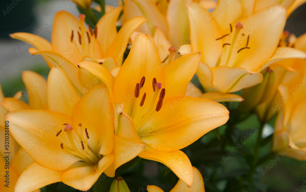 Orange lilies in the summer garden Orange lilies in the summer garden