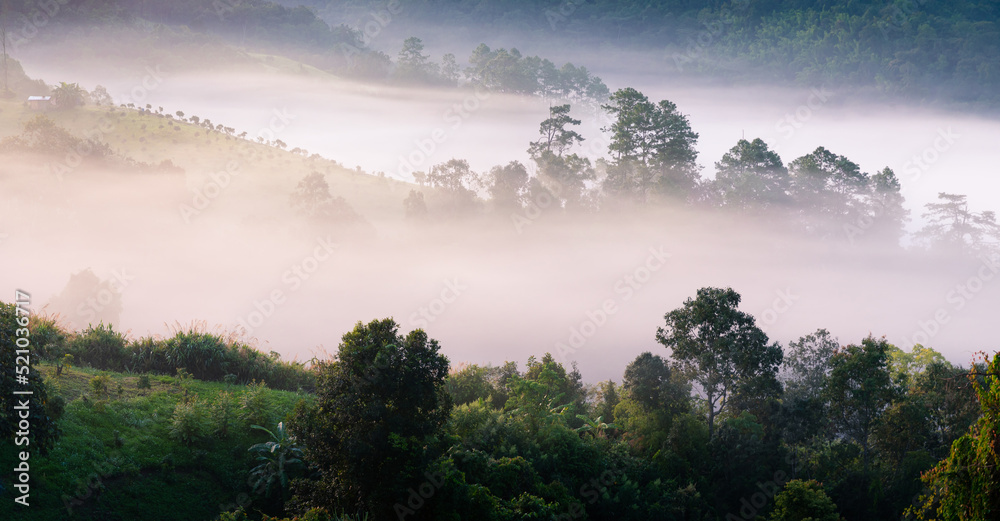 Fog touching sunlight covered tree area inside tropical rainforest. Fog touching sunlight covered tree area inside tropical rainforest.