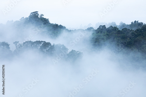 White fog covered tree area inside tropical rainforest.