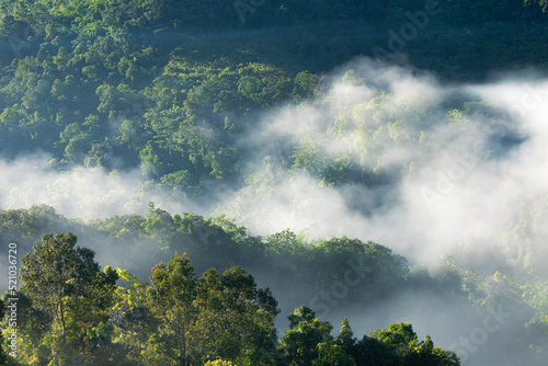 Fog touching sunlight covered tree area inside tropical rainforest. © jack-sooksan