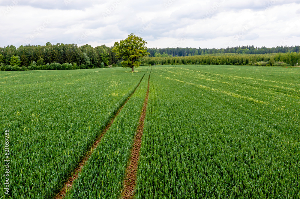 aerial view of single tree in agricultural field, a lone tree in a green field