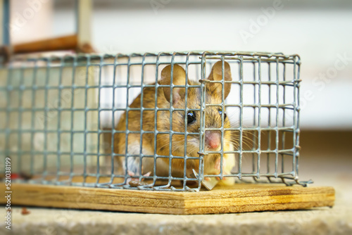 house mouse caught alive photo