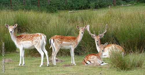 Fototapeta Naklejka Na Ścianę i Meble -  A herd of European fallow deer. A buck and three does. The buck is lying down, so is one doe. They all look in the same direction