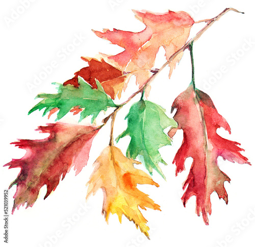 Watercolor autumn oak leaves on white background.