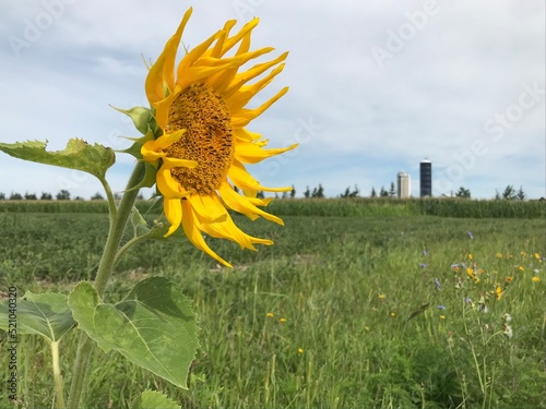 Tournesol, fleur, jaune, ferme, campagne, été
