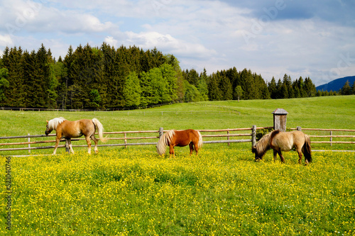 Beautiful horses and ponies are grazing on the alpine meadows full of spring flowers in Steingaden in Allgaeu, Bavaria, Germany photo