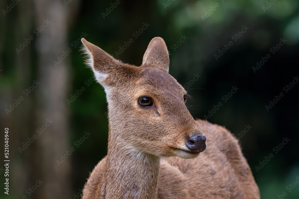 Fototapeta premium Female sambar deer in the forest