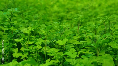 Green leaves background. Green grass with blurred background photo