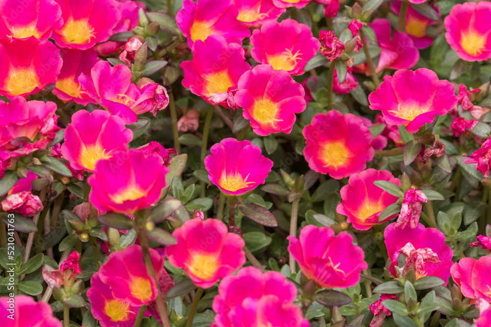 Beautiful red flower, Portulaca oleraceae Beautiful red flower, Portulaca oleraceae