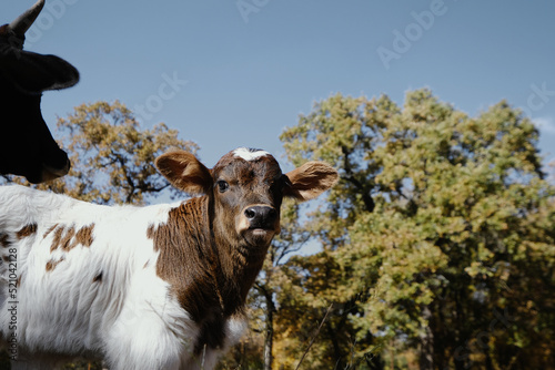 Confident and cocky calf on Texas farm close up with cow in background.