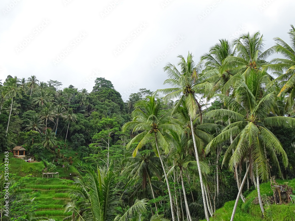 Green scenery of Tropical, Tegalalang, indonesia Green scenery of Tropical, Tegalalang, indonesia