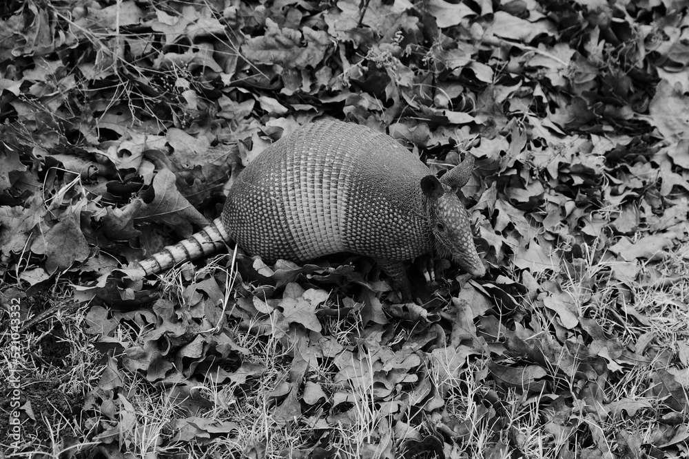 Obraz premium Armadillo in black and white close up during Texas winter in leaves.