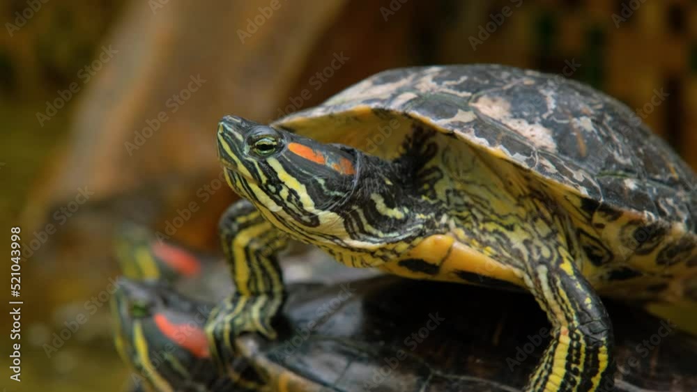 A red eared slider tortoise is basking before starting its daily activities. This reptile has the scientific name Trachemys scripta elegans. The red-eared tortoise lies in the pond A red eared slider tortoise is basking before starting its daily activities. This reptile has the scientific name Trachemys scripta elegans. The red-eared tortoise lies in the pond