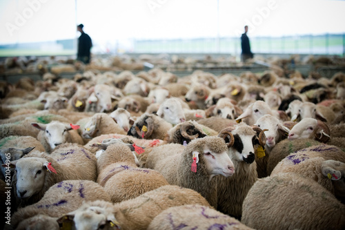 AID-EL-ADHA FESTIVAL FRANCE. Mobile slaughterhouse installed in the park of La Courneuve, Seine-Saint-Denis, for the sacrifice of sheep of the Muslim feast of Aid-El-Adha. photo