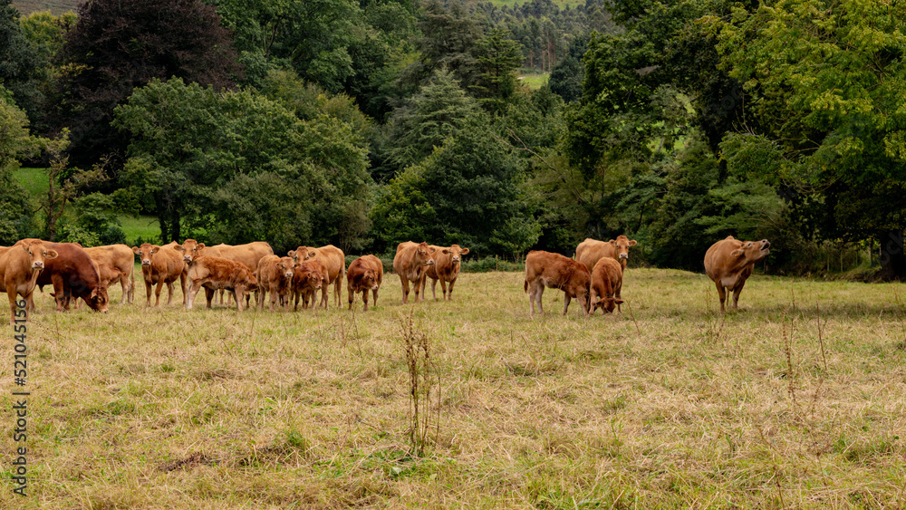 Fototapeta premium Rebaño de vacas y terneros en una pradera