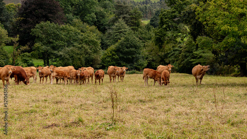 Rebaño de vacas y terneros en una pradera
