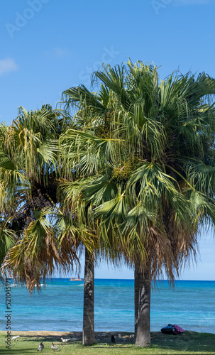Coconut Palm Trees Growing on the Beach.
