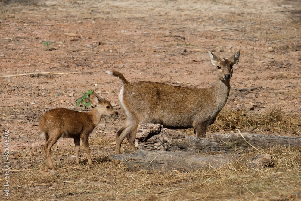 Fototapeta premium Doe and fawn. The Hog deer is another beautiful deer with beautiful big eyes.