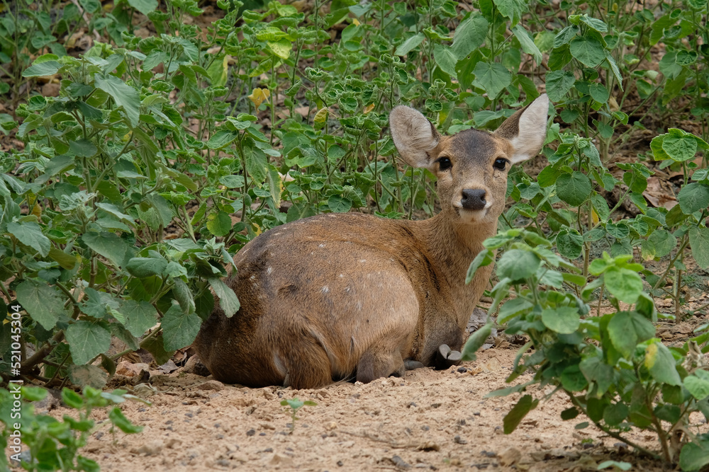 Fototapeta premium Fawn hog deer. The Hog deer is another beautiful deer with beautiful big eyes.