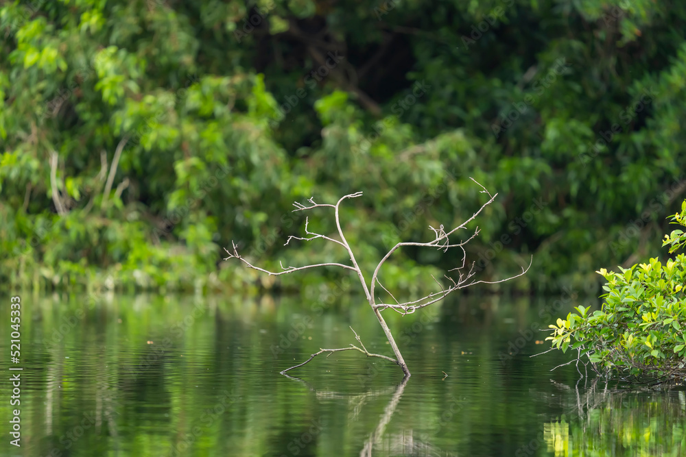 branches with green water in the lake, covered with foliage. branches with green water in the lake, covered with foliage.