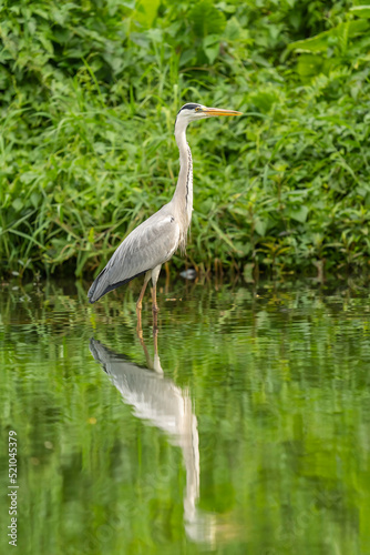 Gray heron.Wildlife in natural habitat