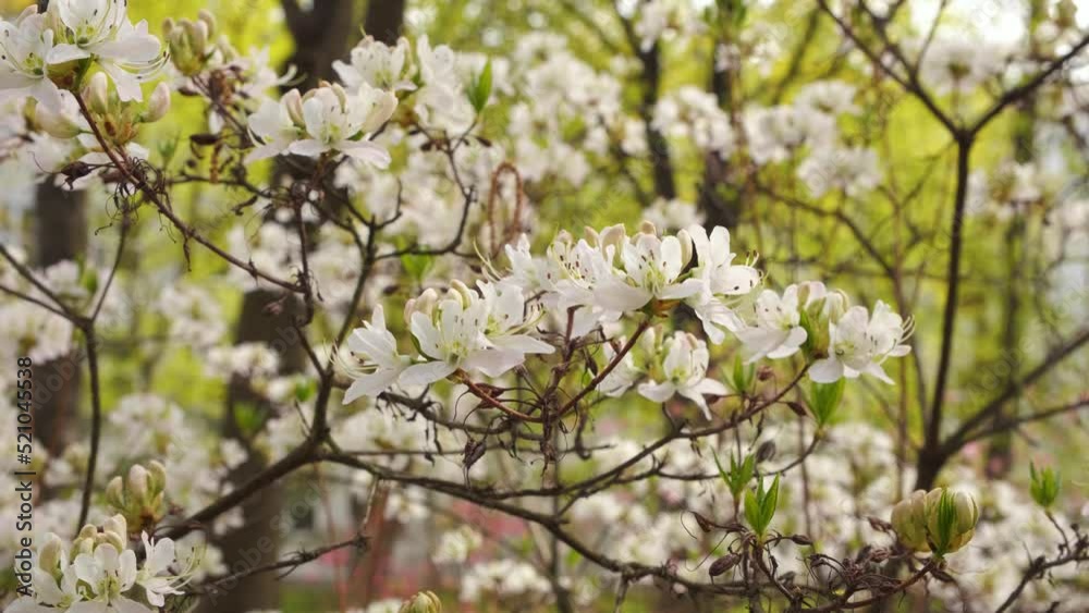 Spring background with white flowers. Blur spring blossom background. Blooming tree in spring time. Nice white magnolia tree flowers spring sunny day nature awakening. Magnolia Flower on Magnolia Tree Spring background with white flowers. Blur spring blossom background. Blooming tree in spring time. Nice white magnolia tree flowers spring sunny day nature awakening. Magnolia Flower on Magnolia Tree