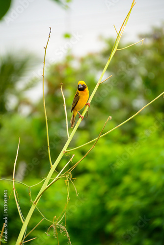 parrot on a branch