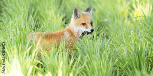 A magnificent wild Red Fox (Vulpes vulpes) hunting for food to eat in the long grass. © alexbush