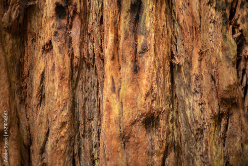 textured bark of a redwood tree 