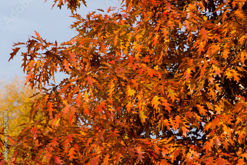 Autumn leaves on the tree. Season of colorful foliage. 