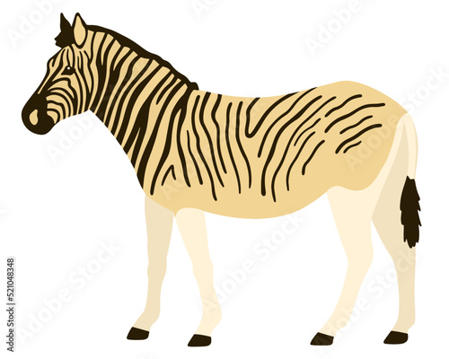 standing quagga rau zebra profile vector illustration on white	