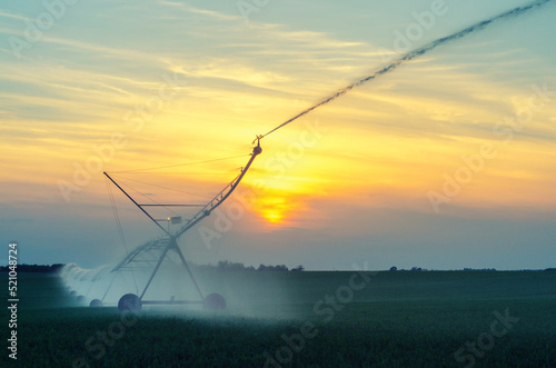 Agricultural irrigation system watering field of green peas in summer