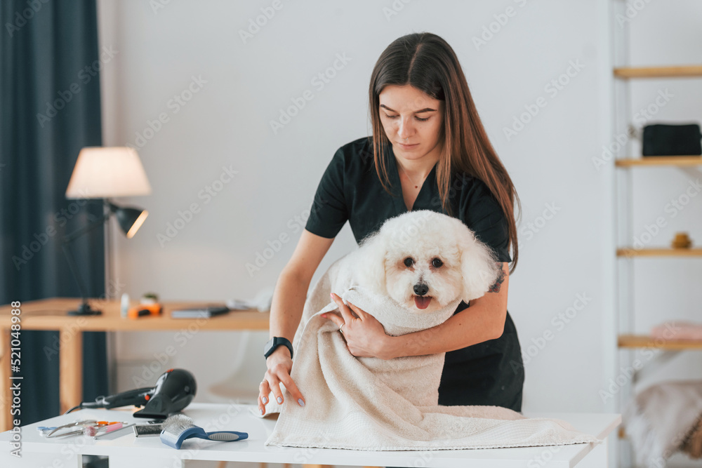 On the table. Cute little dog is in the grooming studio On the table. Cute little dog is in the grooming studio