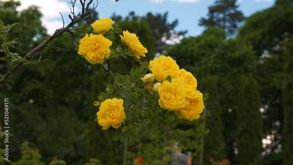 Yellow roses, beautiful yellow flowers on a branch Yellow roses, beautiful yellow flowers on a branch