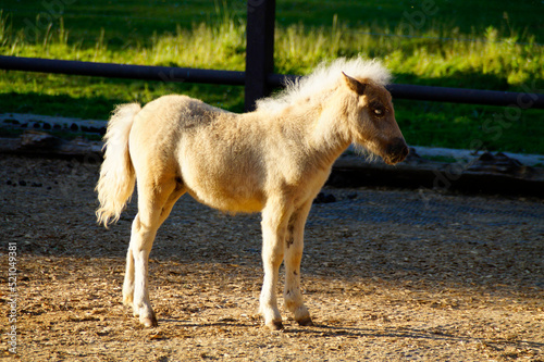 an adorable fluffy pony foal deep in thoughts on a sunny day in spring on island Mainau  Germany