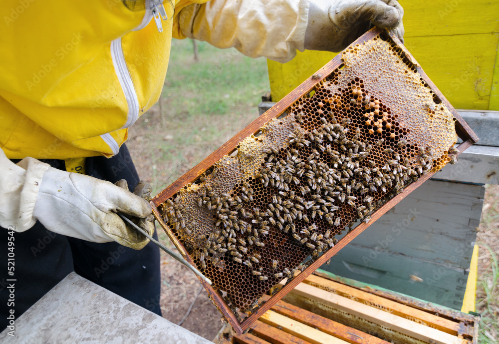 Experienced beekeeper inspecting health state of apiary at the end of summer season Experienced beekeeper inspecting health state of apiary at the end of summer season