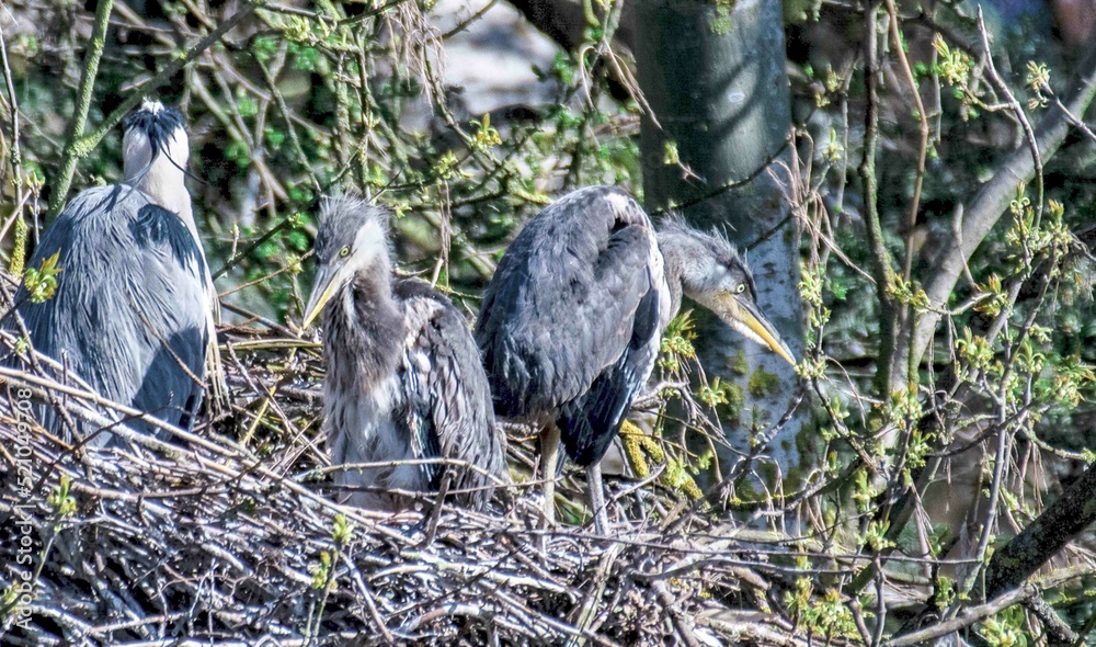Fototapeta premium Heron Chicks 3