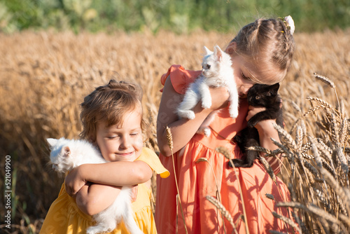 Two sisters kid girls holding fluffy kittens and stand in wheat field. Happy childhood in the village,Ukraine