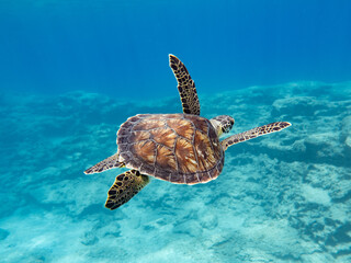 Fotobehang Cyprus Groene zeeschildpad voor Cyprus  © Sakis Lazarides