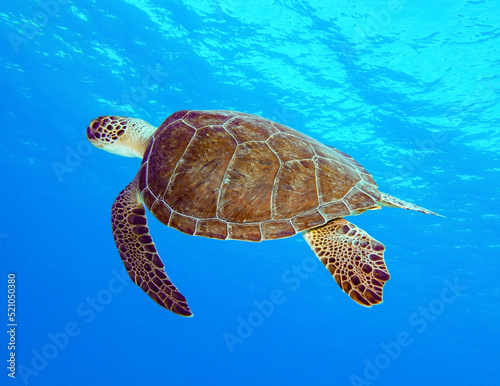Green sea turtle from Cyprus - Chelonia mydas 
