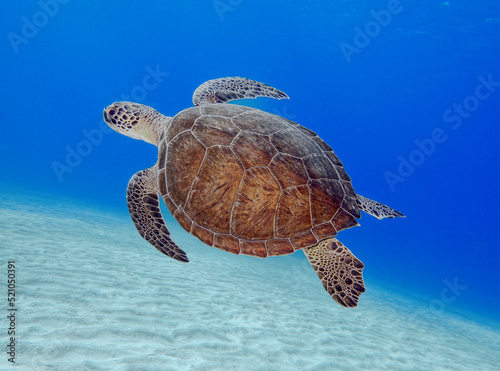Green sea turtle from Cyprus - Chelonia mydas  photo