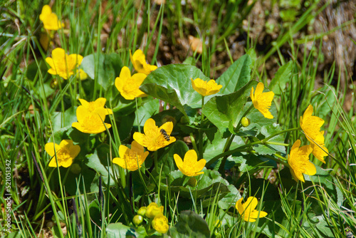 Beautiful marsh marigold blooming around the Dolomites in Italy