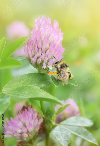 Close-up bumblebee collects nectar on a clover flower on the green background.Copy space.Vertical photography