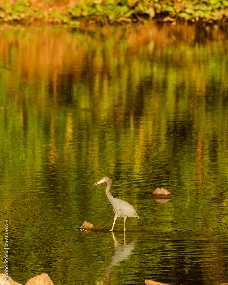 Naklejka premium blue heron fishing in a small pond at sunset in panama