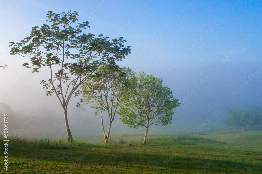 landscape view of a golf course from the tee very early in the morning en panama