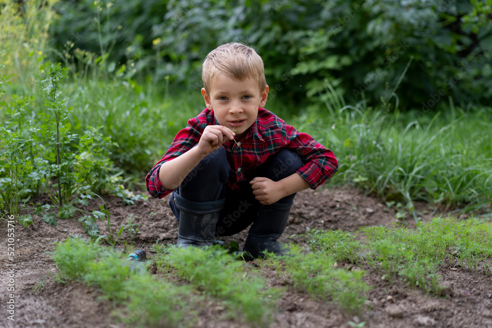 A little boy sits near a dill patch and eats it. Organic farming concept. Little gardener A little boy sits near a dill patch and eats it. Organic farming concept. Little gardener