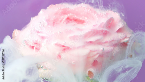 Delicate purple background.Stock footage.A beautiful creative work where steam is slowly released and drops are poured on a pink flower.
