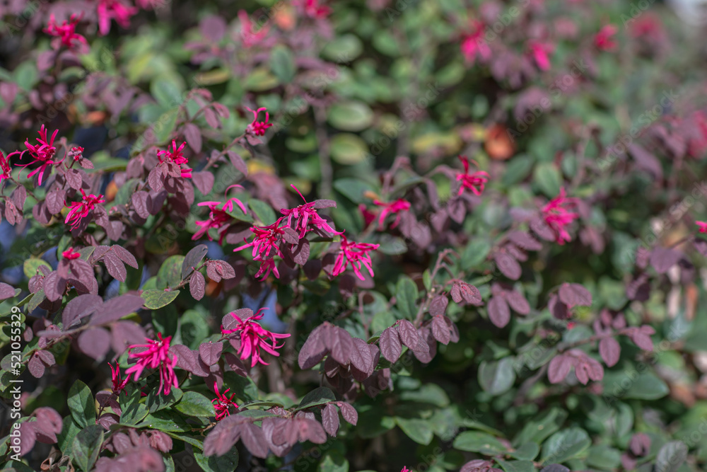 purple flowers and leaves background