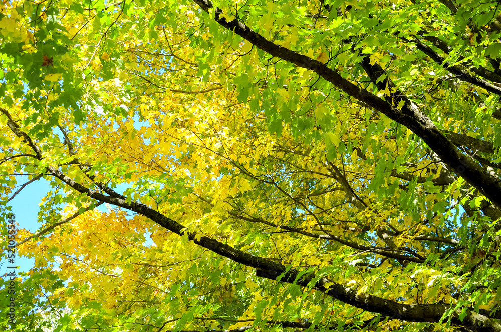 Fototapeta premium Yellow and green leaves in autumn background