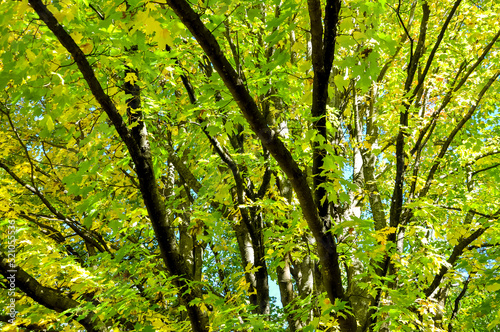 Leaves in autumn in the forest